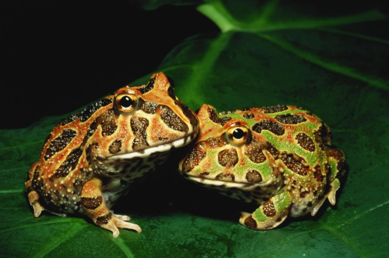 Рогатка ceratophrys Ornata