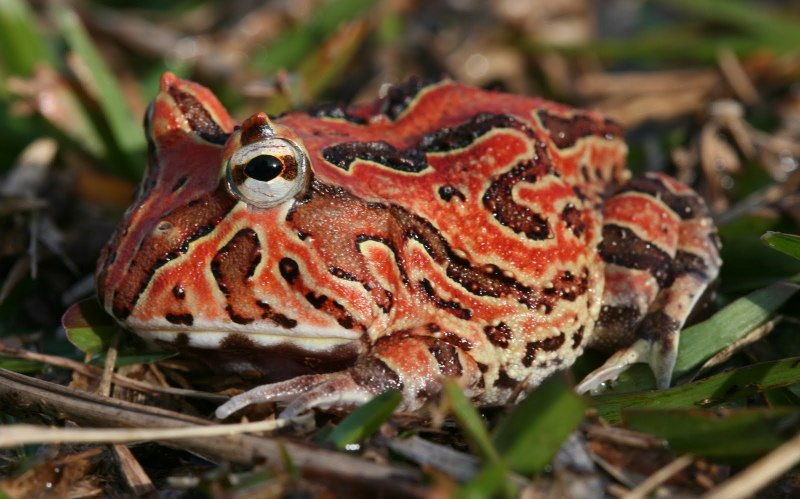 Рогатка ceratophrys Ornata