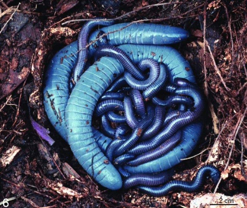 Siphonops annulatus