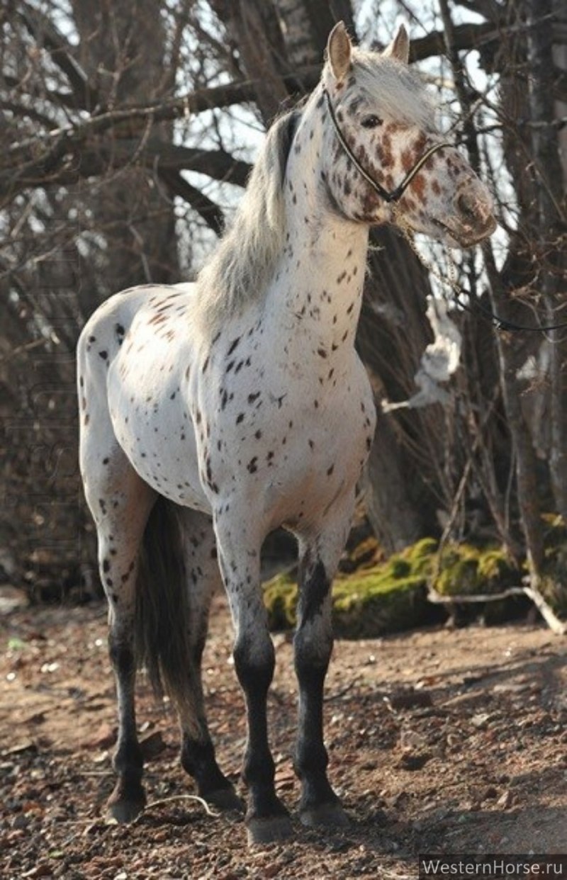 Фалабелла чубарая
