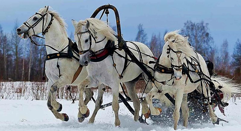 Конная упряжка тройка