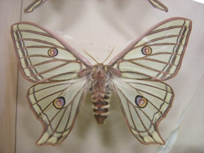 Graellsia Isabellae Graëlls, 1849