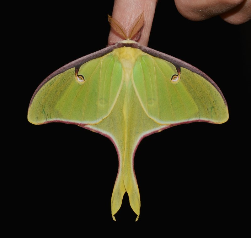 Actias Luna Albinism белая