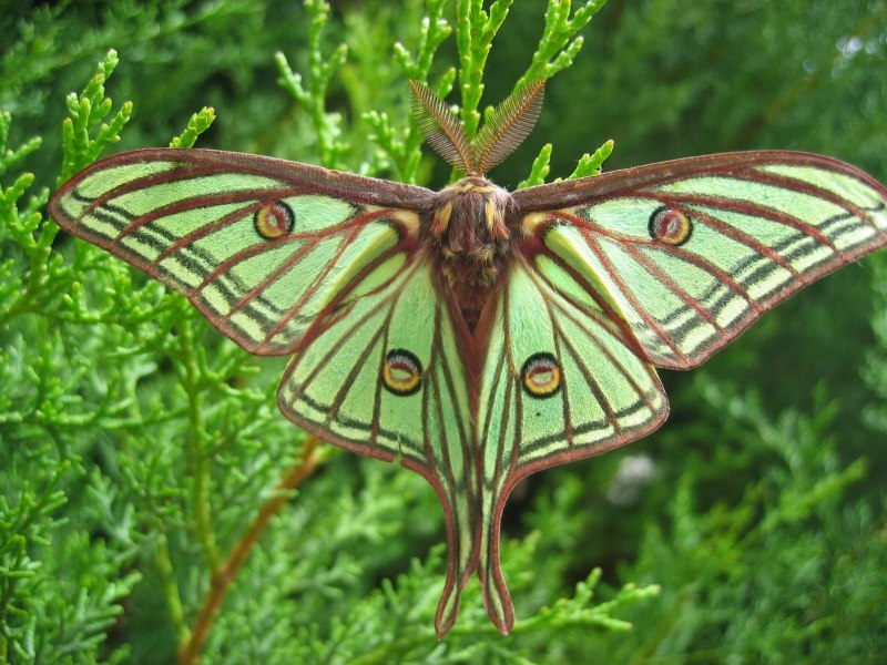 Graellsia Isabellae бабочка