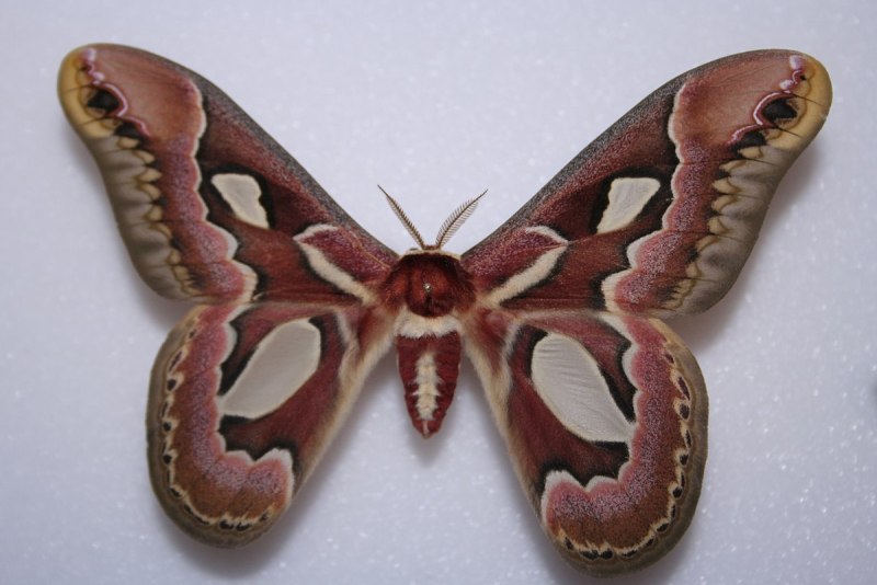 Rothschildia cincta