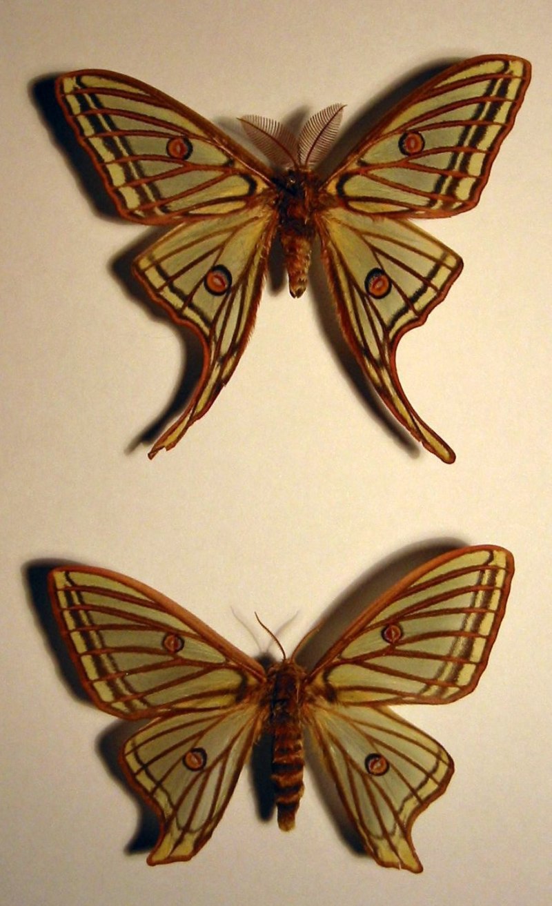 Graellsia Isabellae информация