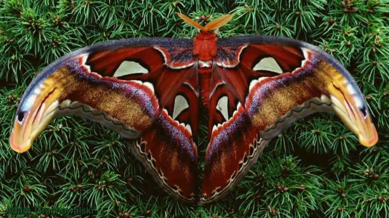 Attacus Atlas