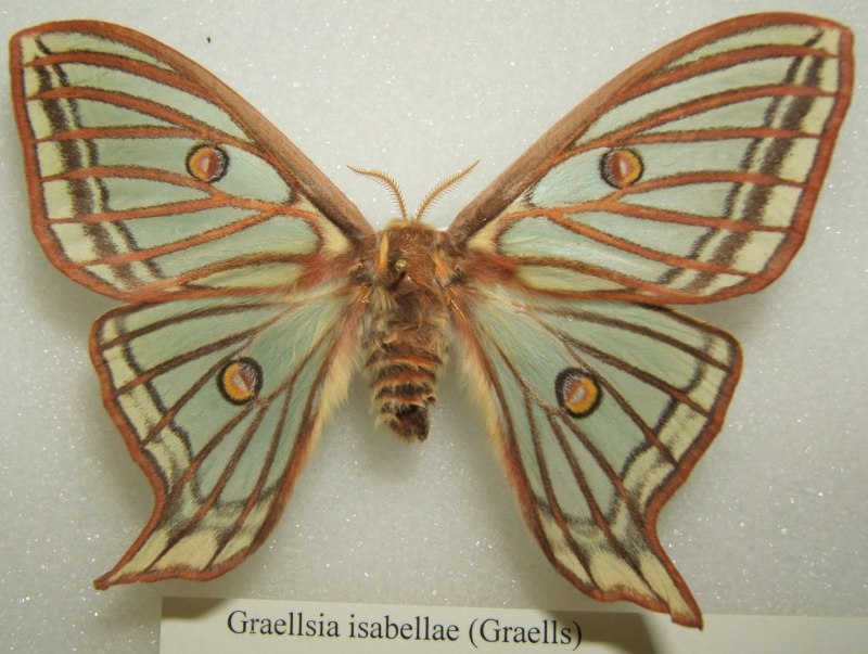 Graellsia Isabellae информация