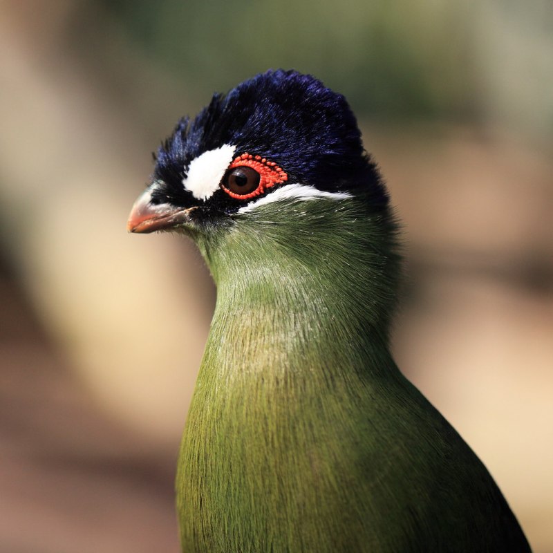 Tauraco hartlaubi