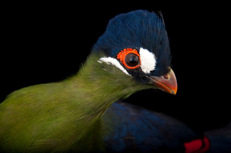 Tauraco hartlaubi