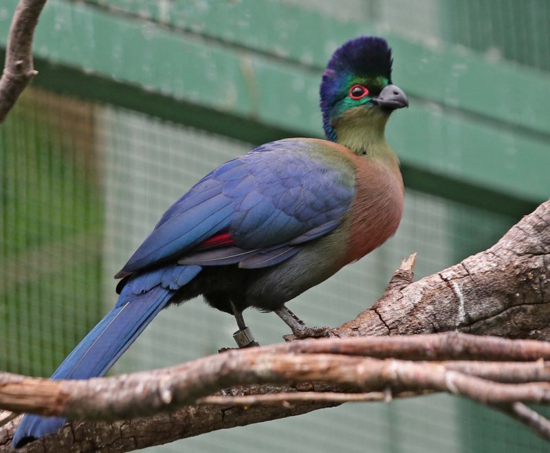 Tauraco porphyreolophus