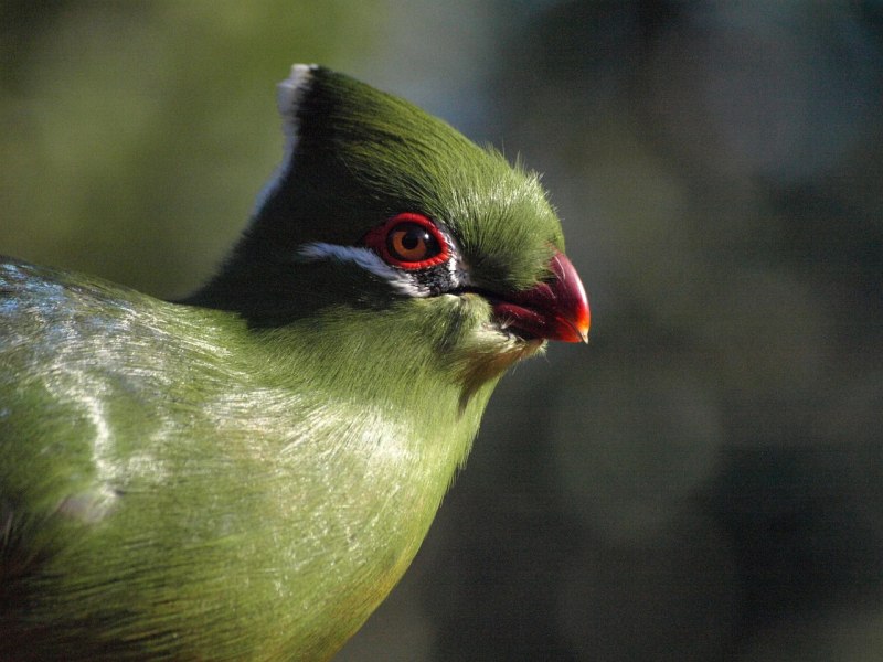 Birds portraits