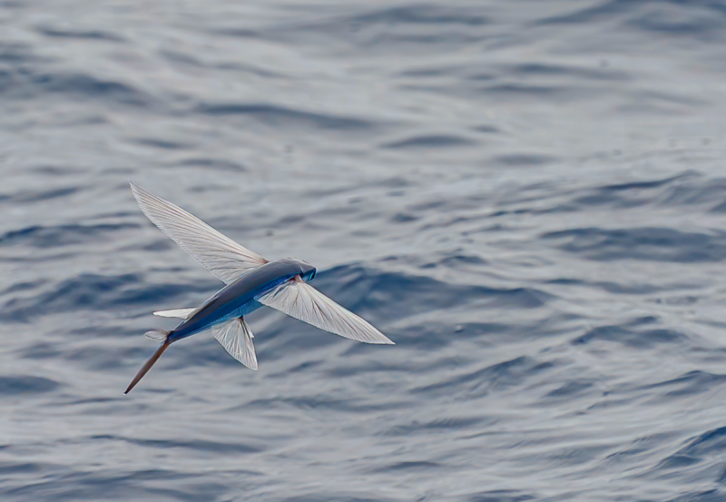 Cheilopogon melanurus