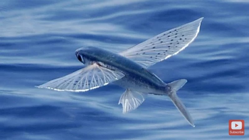 Летучая рыба – Exocoetidae