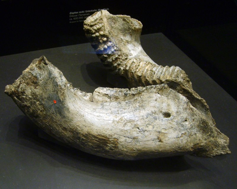 Palaeoloxodon recki