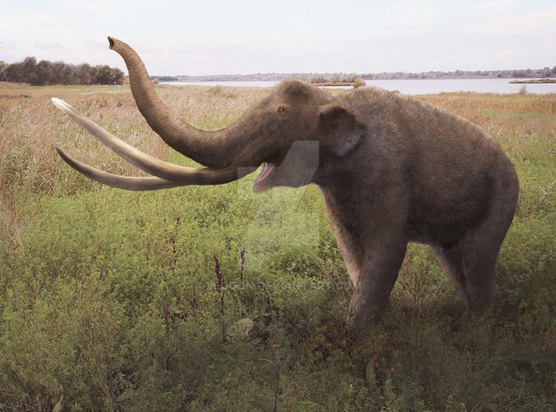 Palaeoloxodon naumanni