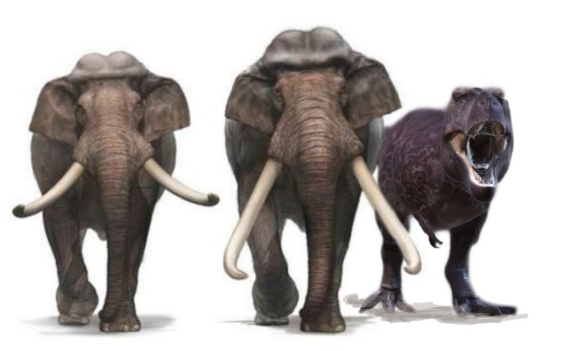 Прямобивневый слон Palaeoloxodon