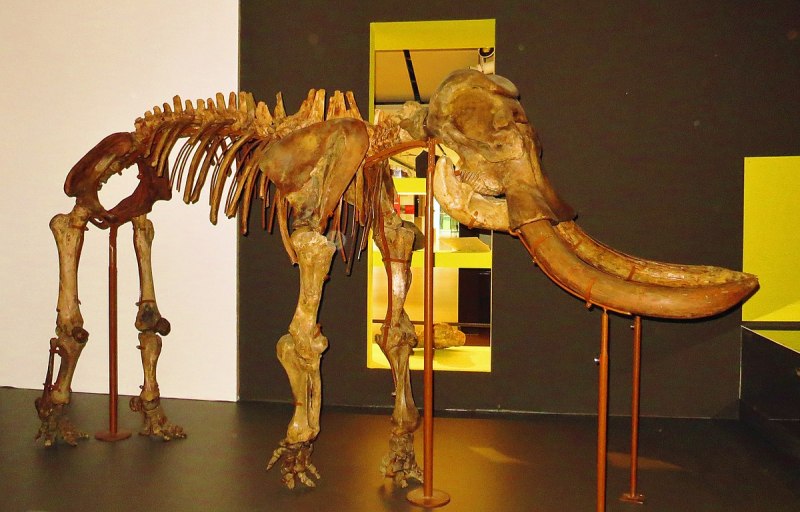 Palaeoloxodon CF. Mnaidriensis