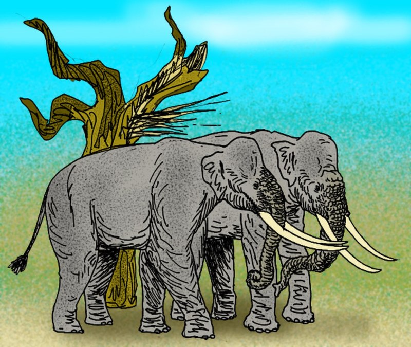 Elephas recki