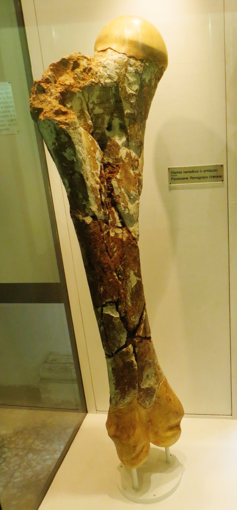 Palaeoloxodon mnaidriensis