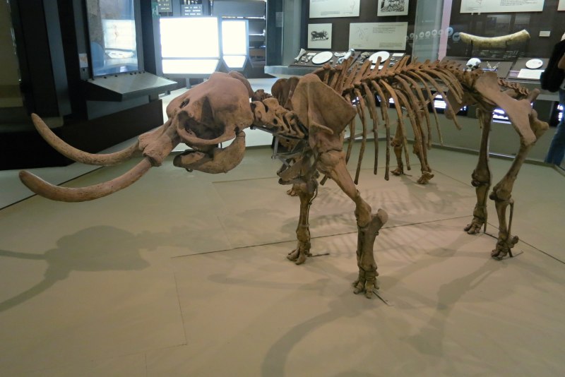 Palaeoloxodon Falconeri
