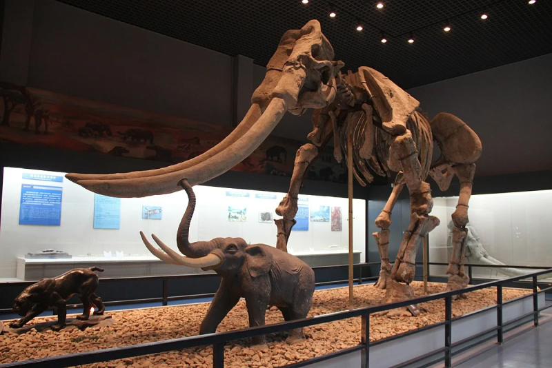 Palaeoloxodon naumanni