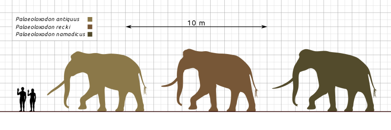 Palaeoloxodon recki
