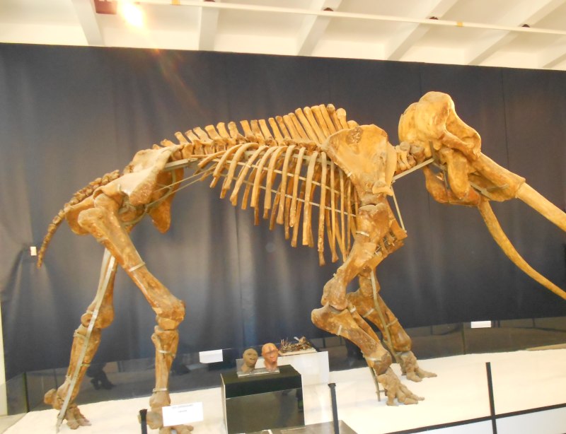Palaeoloxodon recki