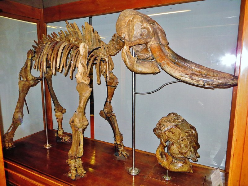 Palaeoloxodon creutzburgi