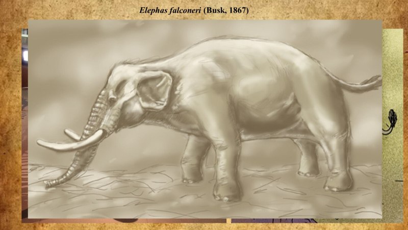 Palaeoloxodon Falconeri