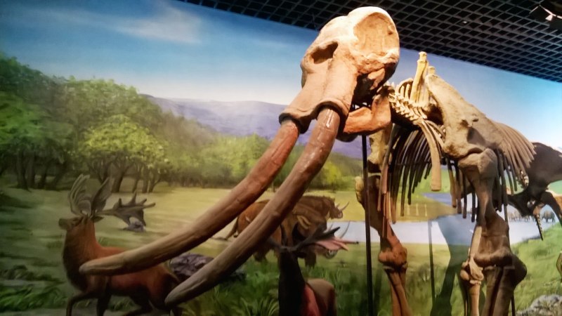 Palaeoloxodon mnaidriensis