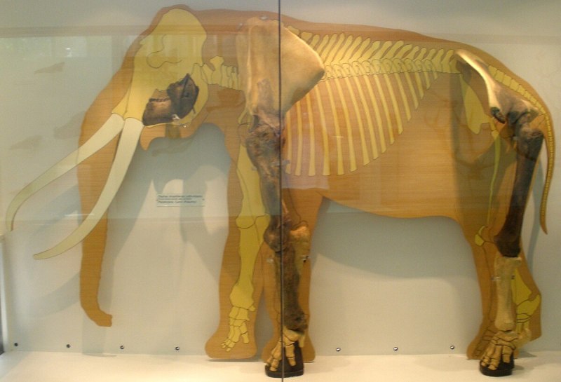 Palaeoloxodon CF. Mnaidriensis