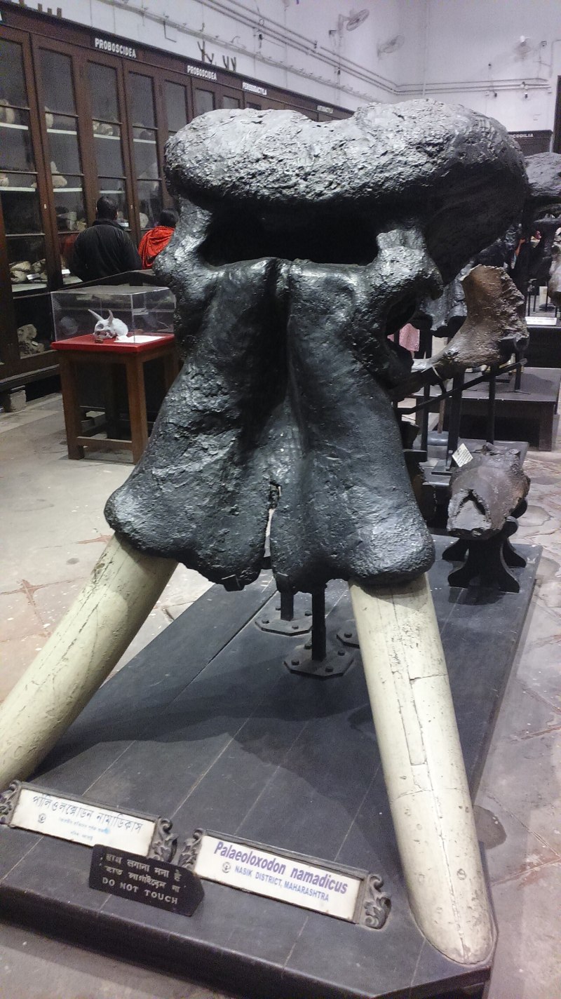 Palaeoloxodon recki