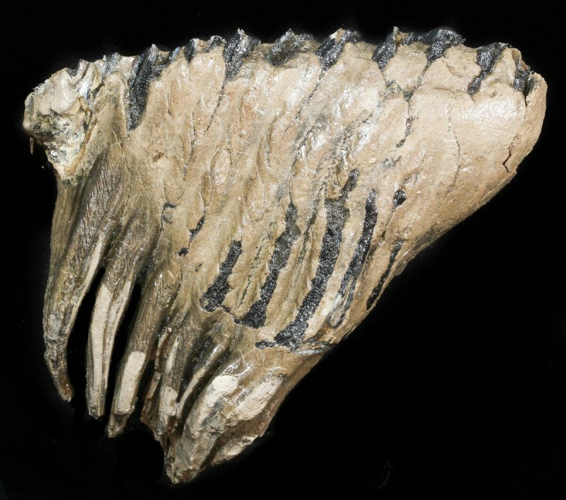 Tubipora Fossil