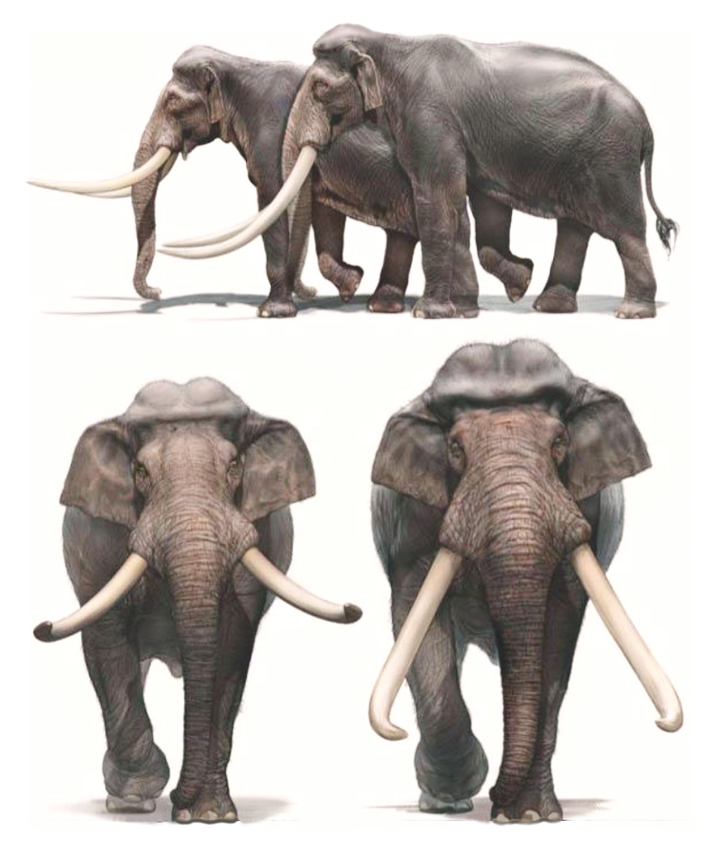 Palaeoloxodon namadicus