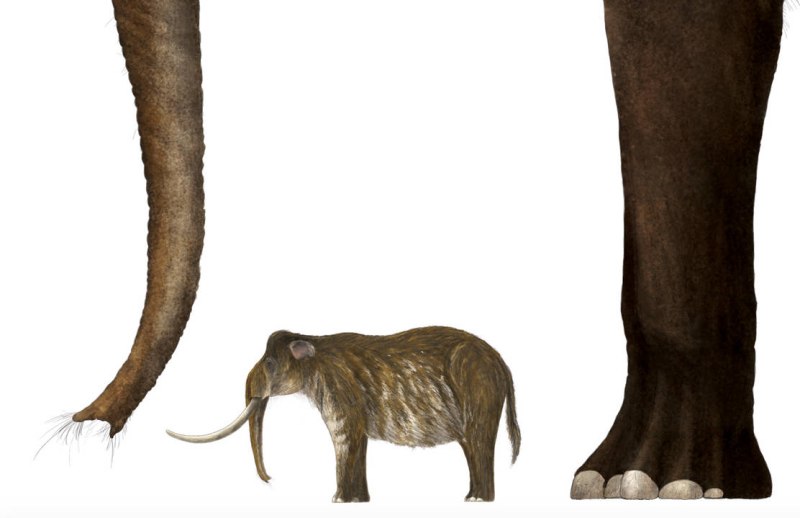 Palaeoloxodon namadicus размер