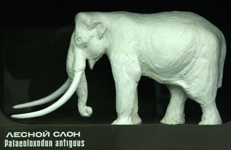 Лесные слоны рода Palaeoloxodon