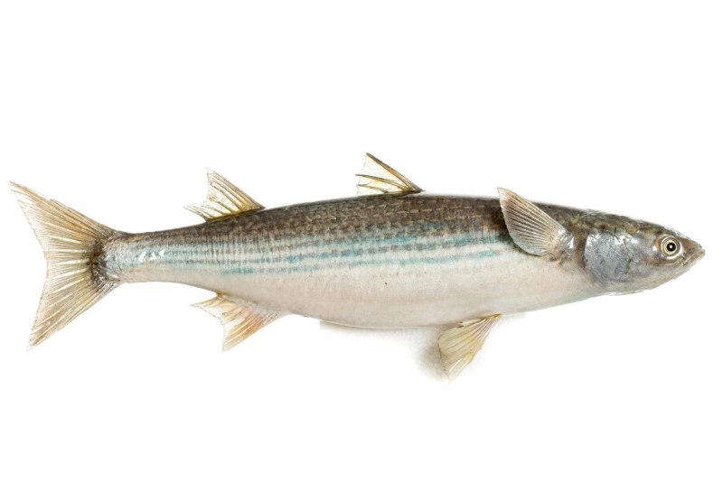Лобан (Mugil cephalus)