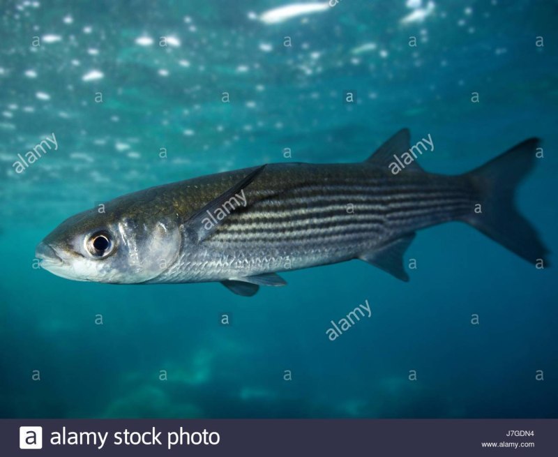 Лобан рыба черное море