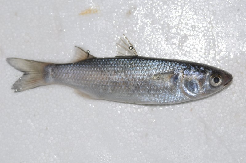 Лобан (Mugil cephalus)