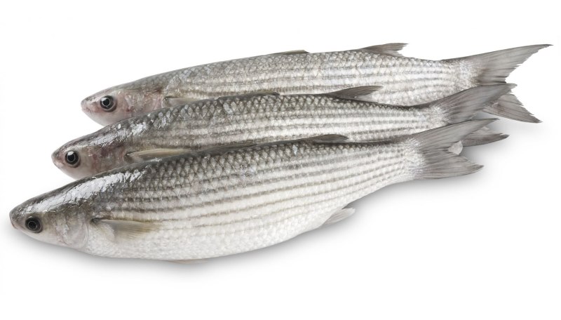 Mullet Fish кефаль