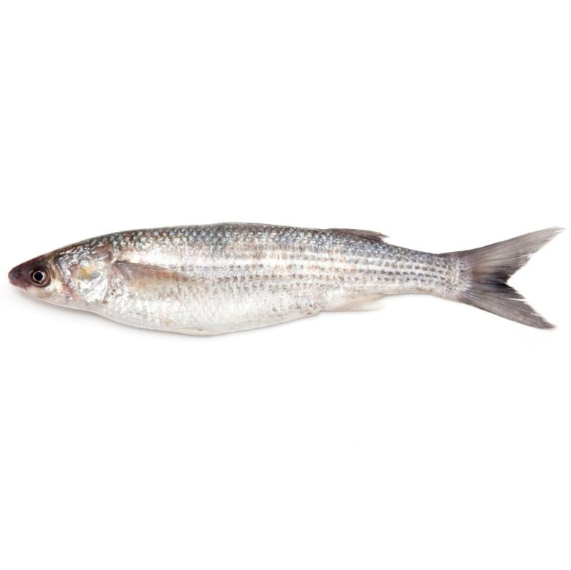 Grey Mullet