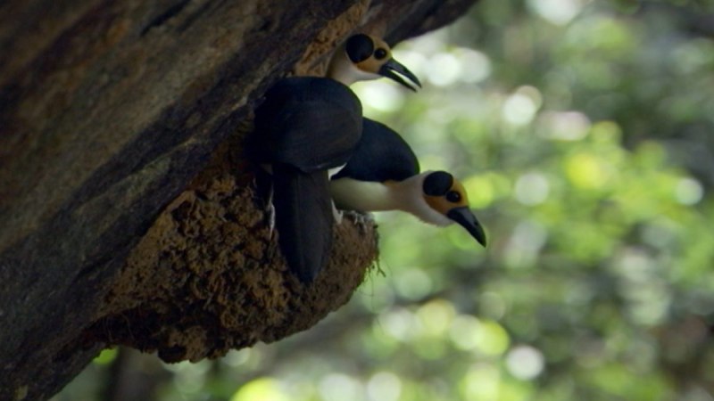 Picathartes Gymnocephalus