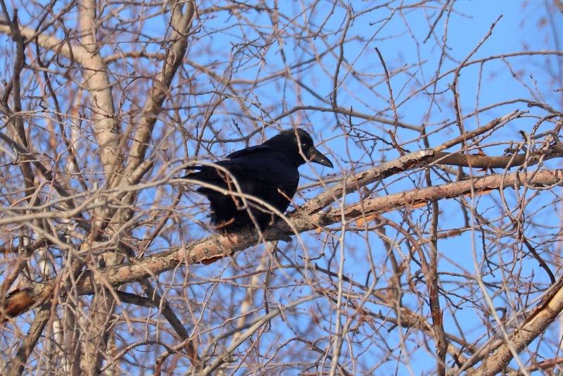 Corvus Corone Linnaeus, 1758 – черная ворона в Благовещенске