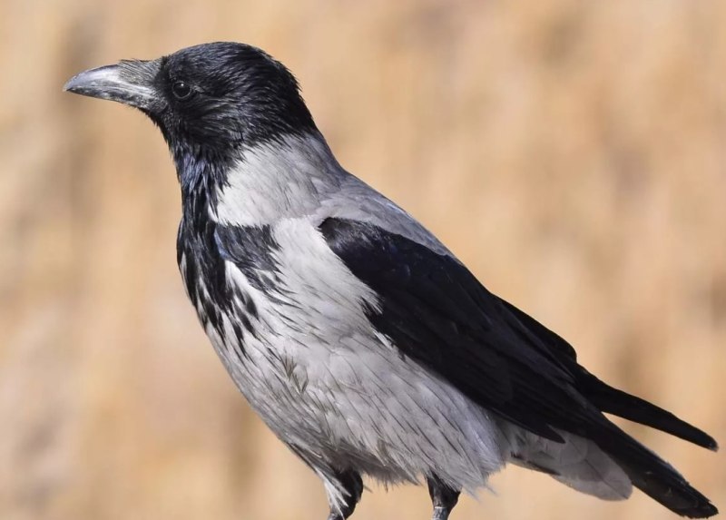 Corvus cornix