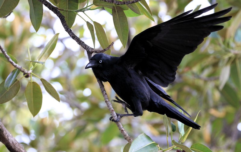 Corvus coronoides
