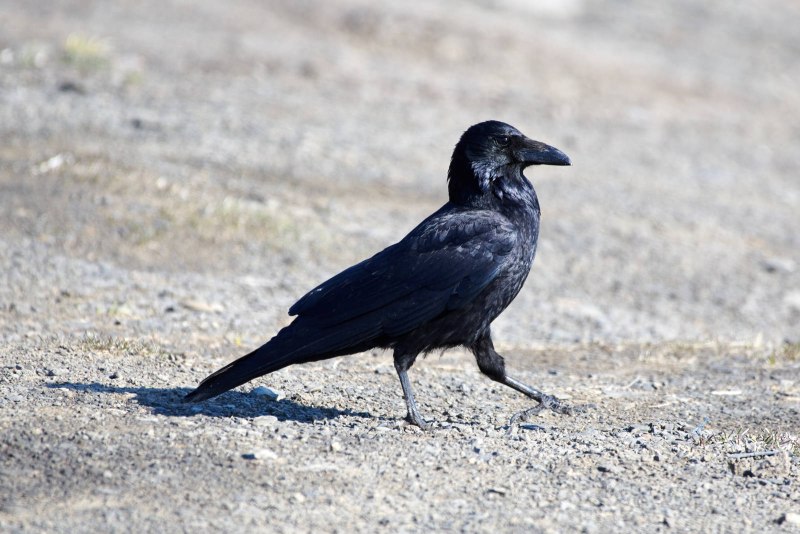 Corvus orientalis