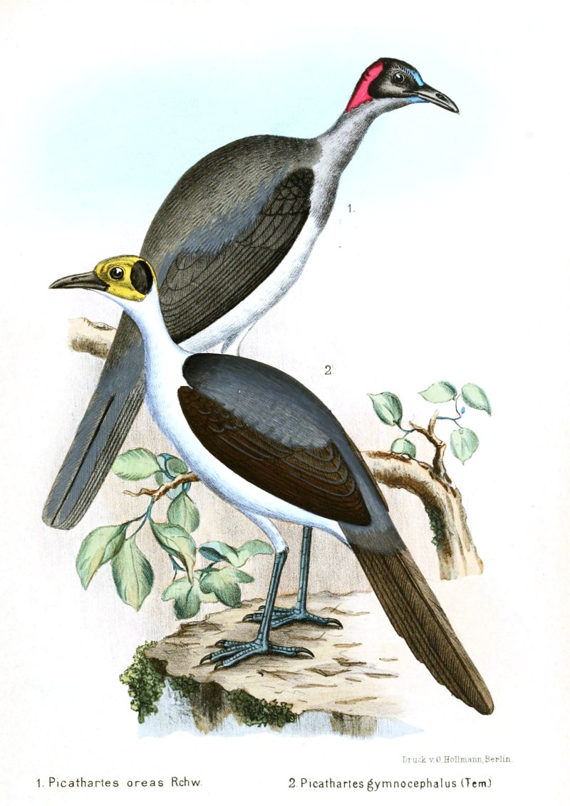 Picathartes Gymnocephalus