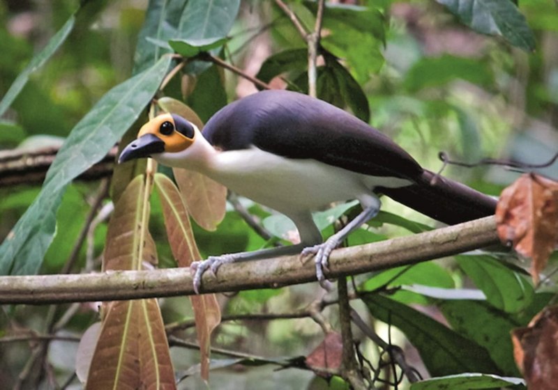 Плешивая сорока Picathartes