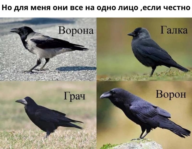 Ворон ворона Галка Грач